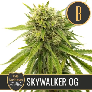 KYLE'S SKYWALKER OG FEM X3 -BLIMBURN SEEDS